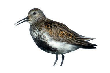 Dunlin, Calidris alpina