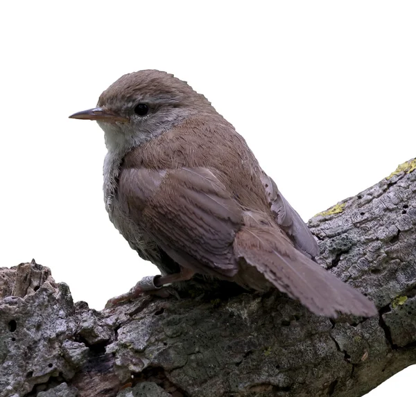 Cettis ötleğen, Cettia cetti — Stok fotoğraf