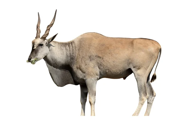 Eland, Taurotragus oryx — Fotografia de Stock
