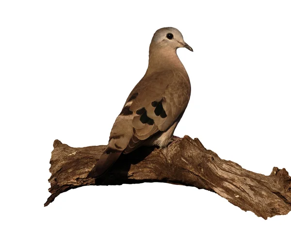 翡翠发现木鸽子，Turtur chalcospilos — 图库照片