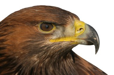 Altın Kartal, aquila chrysaetos