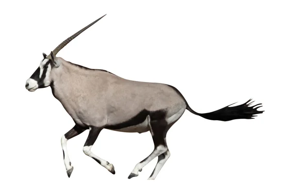 Nyársas (Oryx gazella) — Stock Fotó