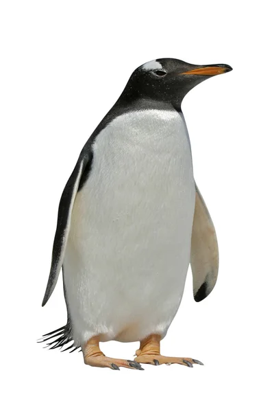 Gentoo penguin, Pygoscelis papua — Stock Photo, Image