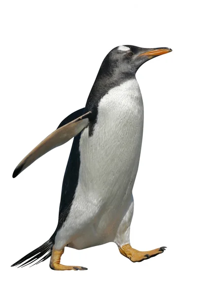 Pinguino Gentoo, Pygoscelis papua — Foto Stock