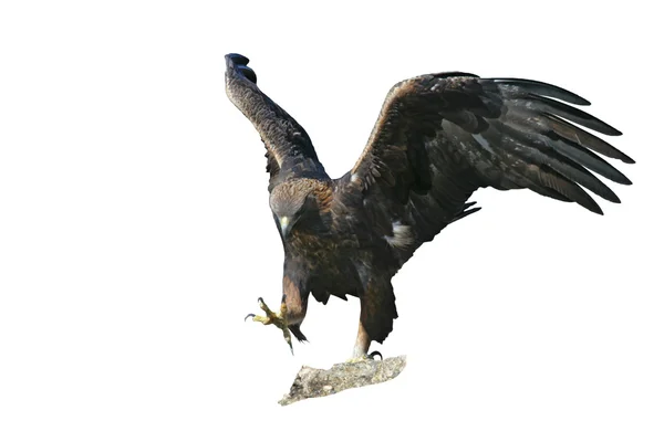 Águila Dorada, aquila chrysaetos — Foto de Stock