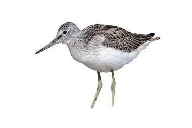Greenshank, Tringa nebularia,