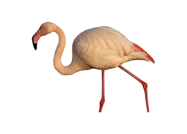 Büyük flamingo, phoenicopterus ruber — Stok fotoğraf