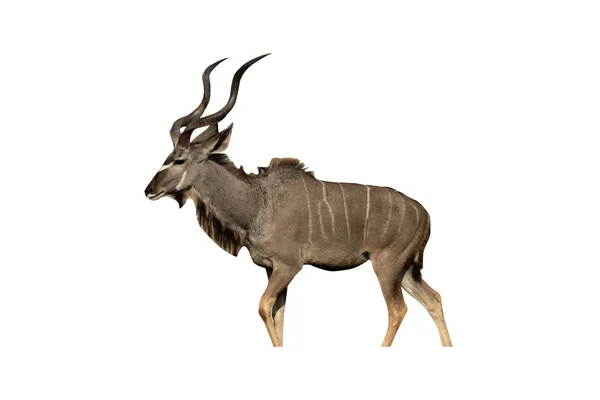 큰 Kudu, Tragelaphus strepsiceros — 스톡 사진