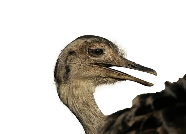 Greater rhea,  Rhea americana — Stock Photo, Image