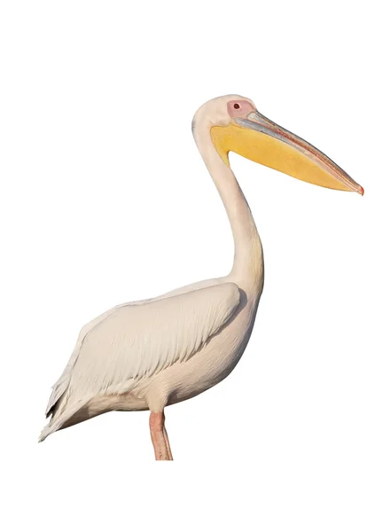 Pelicano branco-grande, Pelecanus onocrotalus — Fotografia de Stock