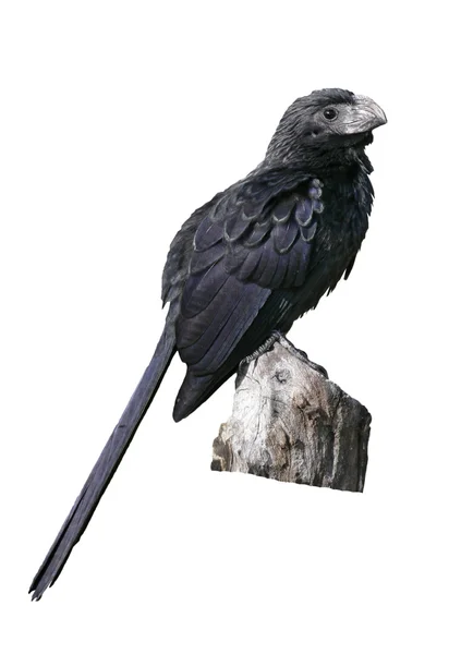 格罗夫嘴 ani，crotophaga sulcirostris — 图库照片