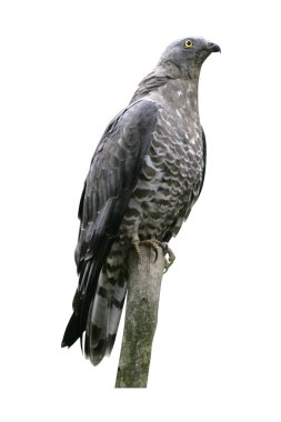 arı şahini, pernis apivorus