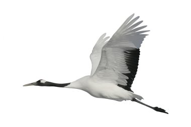 kırmızı taç veya Japon turna grus japonensis,