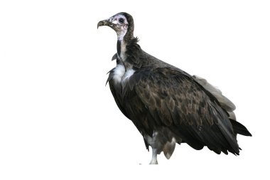 Kukuletalı akbaba, necrosyrtes monachus