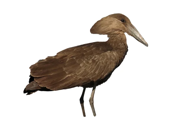 Scopus umbretta, Hammerkop ou hamerkop ou hamerhead — Photo