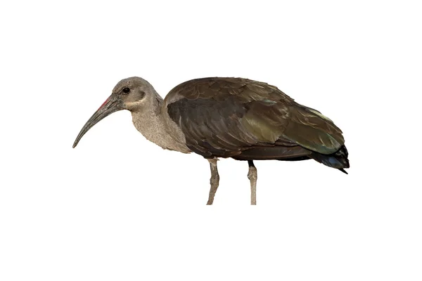 Hadeda ibis, Bostrychia hagedash — Foto de Stock