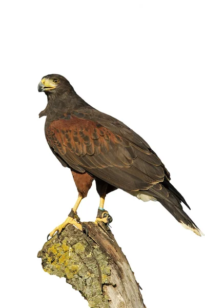 Halcón Harris, Parabuteo unicinctus — Foto de Stock