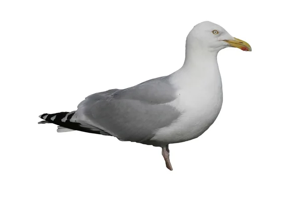 Gabbiano aringa, Larus argentatus — Foto Stock