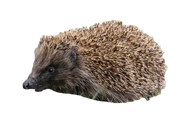 Hedgehog, Erinaceus europaeus — Stock Photo, Image