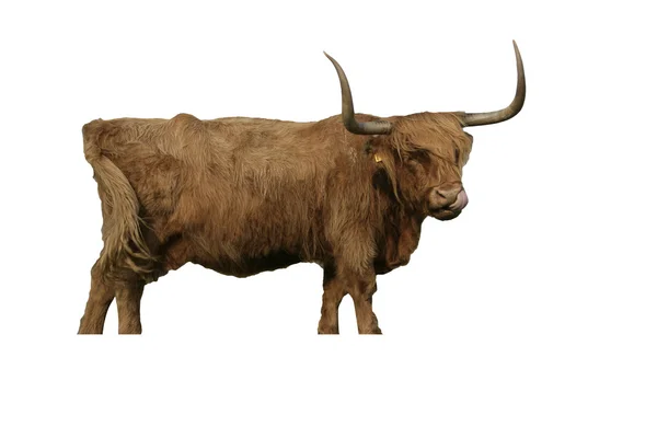 Highland cattle cutout — Stock Photo, Image