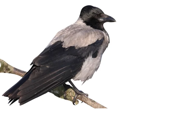 Huvud kråka, Corvus corone cornix — Stockfoto