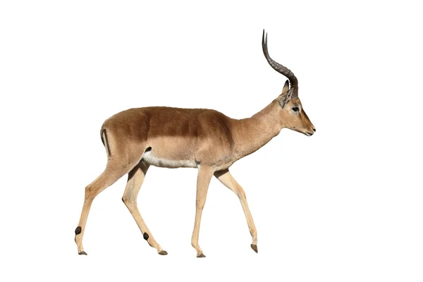 Impala, Aeplyceros melampus — Stok fotoğraf