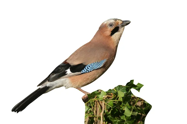 Jay, Garrulus glandarius — Stockfoto