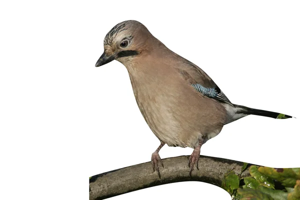 Jay, Garrulus glandarius — Stock fotografie