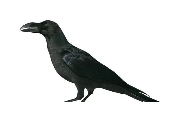 Corvo della giungla, Corvus macrorhynchos — Foto Stock