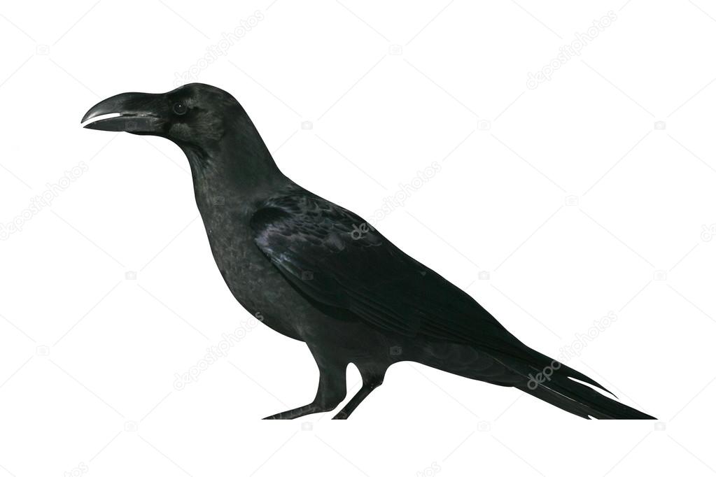 Jungle crow, Corvus macrorhynchos