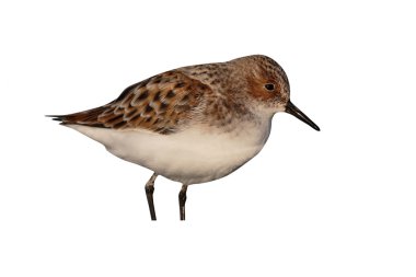küçük bir ölçü calidris minuta