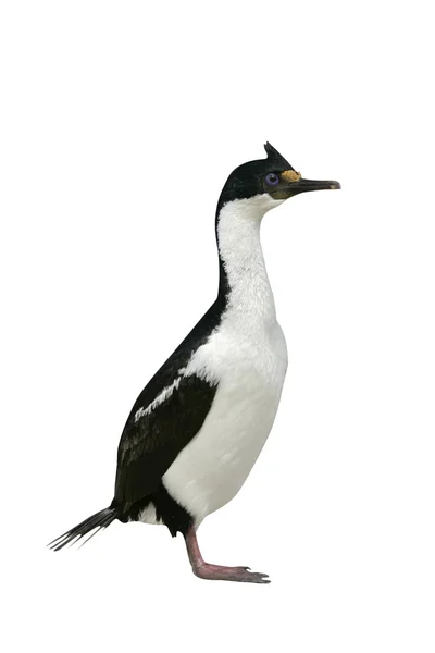 Re cormorano, Phalacrocorax atriceps albiventer — Foto Stock