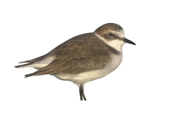 Kentish Plover, Charadrius alexandrinus — Fotografia de Stock