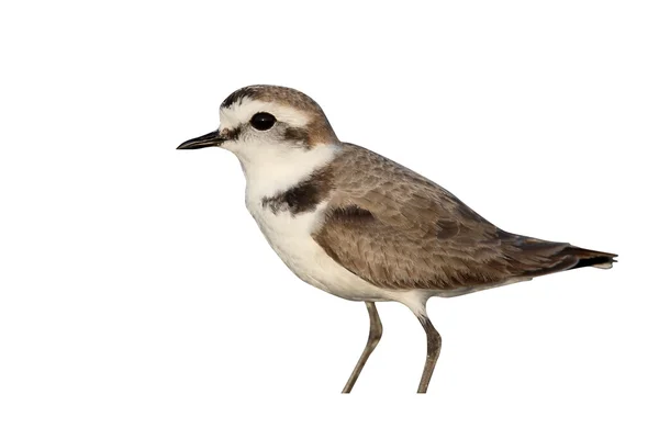 Chorlitejo patinegro, charadrius alexandrinus — Foto de Stock