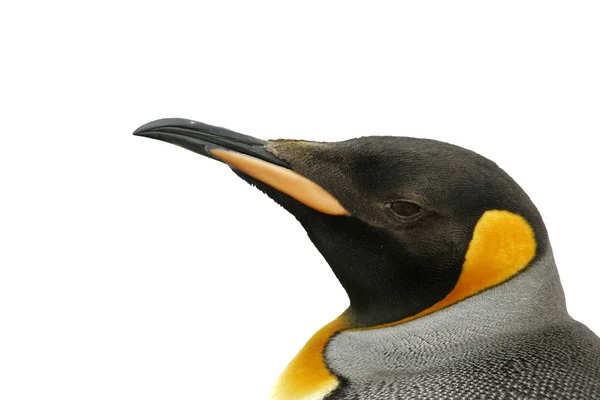 Re Pinguino, Aptenodytes patagonicus — Foto Stock