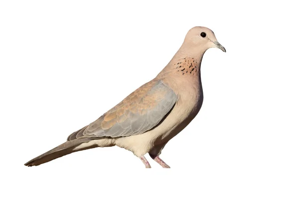 Riso ou palm dove, Streptopelia senegalensis, — Fotografia de Stock