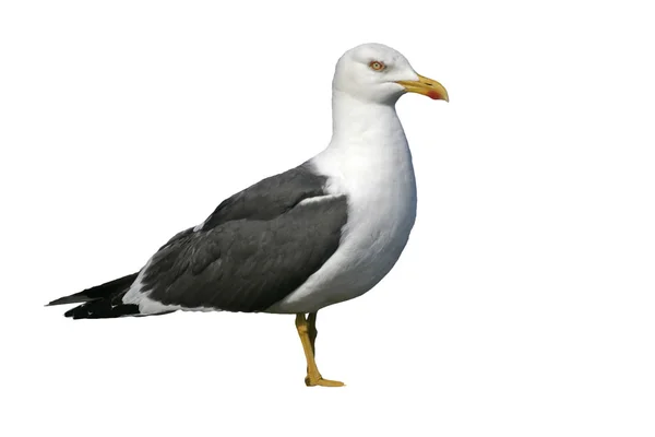 Mindere mantelmeeuw, larus fuscus — Stockfoto