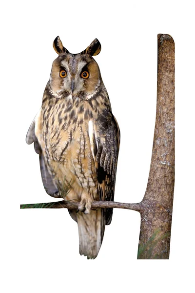 Uzun kulaklı Baykuş, Asio otus, — Stok fotoğraf