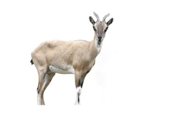 Markhor keçisi, capra falconeri
