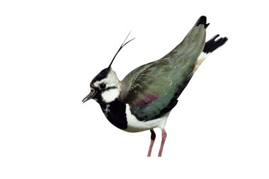 Kuzey Lapwing, Vanellus Vanellus