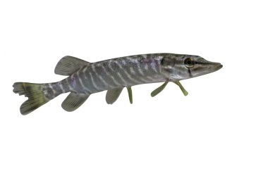 Pike, Esox lucius