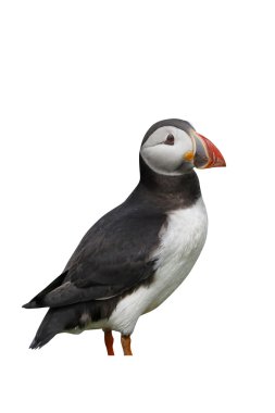martı, fratercula arctica