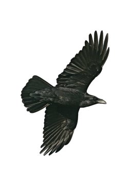 Kuzgun, Corvus corax