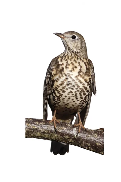 Misteldrossel, Turdus viscivorus — Stockfoto