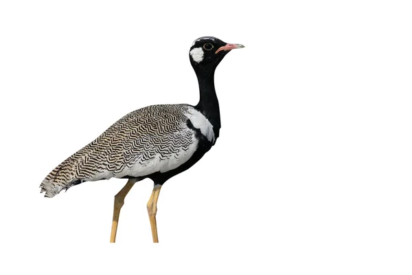 Northern Black-korhaan, Afrotis afraoid — Stock Photo, Image