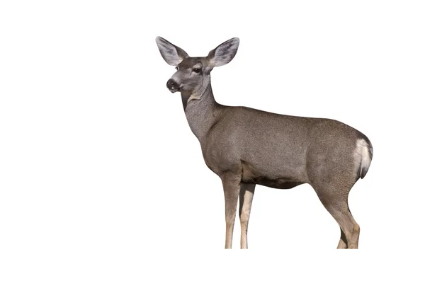 Mule deer, Odocoileus hemionus — Stock Photo, Image
