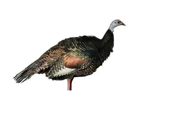 Ocellated turkey,  Meleagris ocellata — Stock Photo, Image