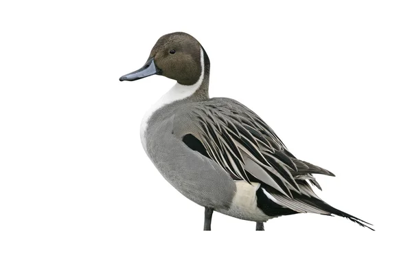 Pintail do Norte, Anas acuta — Fotografia de Stock