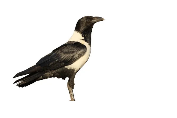 Vrána černobílá, Corvus albus — Stock fotografie