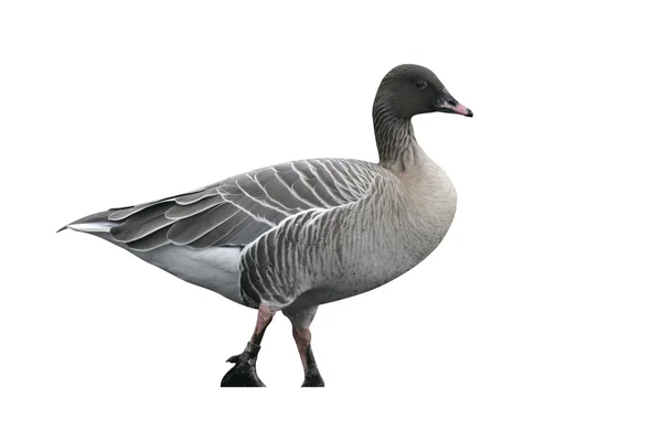 Rosa-footed goose, anser brachyrhynchus — Stockfoto